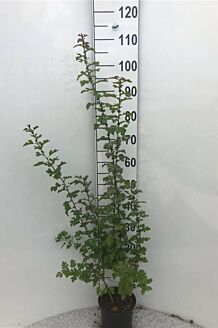 Almindelig hvidtjørn potte 80-100 cm Potte