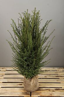 Europæisk taks klump 100-125 cm Klump