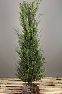 Europæisk taks klump 125-150 cm Klump