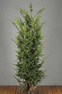 Europæisk taks klump 150-175 cm Klump