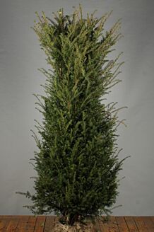 Europæisk taks klump 175-200 cm Klump