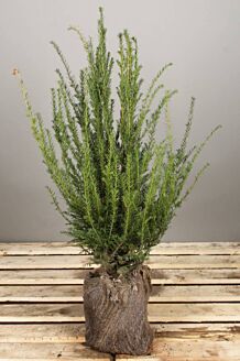 Europæisk taks klump 60-80 cm Klump