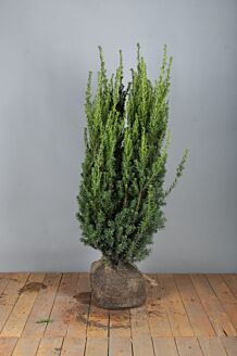Europæisk taks klump 80-100 cm Klump