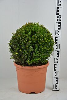 Europæisk taks kugle 30 cm Potte