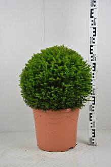 Europæisk taks kugle 40 cm Potte