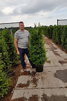 Europæisk taks potte 150-175 cm Potte