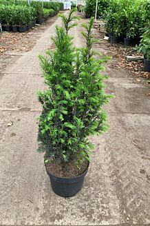 Europæisk taks potte 60-80 cm Potte