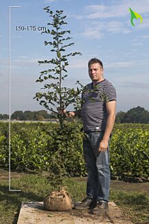 Avnbøg klump 150-175 cm Klump