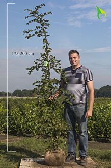 Avnbøg klump 175-200 cm Klump
