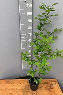 Avnbøg potte 100-125 cm Potte