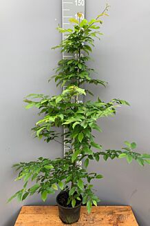 Avnbøg potte 125-150 cm Potte