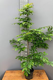 Avnbøg potte 150-175 cm Potte