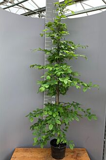 Avnbøg potte 175-200 cm Potte