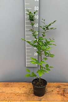 Avnbøg potte 60-80 cm Potte