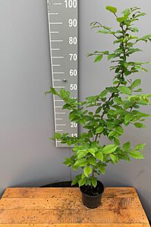 Avnbøg potte 80-100 cm Potte