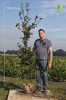 Almindelig b&oslash;g klump 200-225 cm Klump