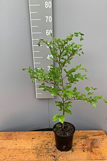 Almindelig bøg potte 40-60 cm Potte