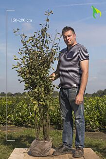 Kobber-Bærmispel klump 150-175 cm Klump