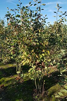 Kobber-B&aelig;rmispel klump 200-225 cm Klump