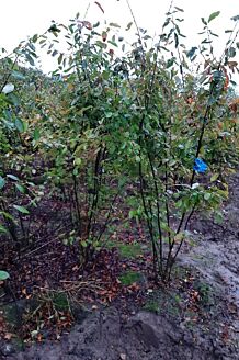 Kobber-B&aelig;rmispel klump 225-250 cm Klump