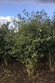 Kobber-B&aelig;rmispel klump 250-275 cm Klump