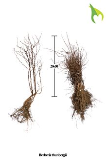 Grøn Hækberberis barrods 20-30 cm Barrods