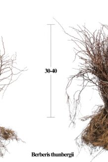 Grøn Hækberberis barrods 30-40 cm Barrods