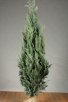 Bl&aring; &aelig;delcypres klump 125-150 cm Klump