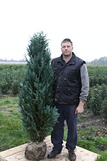 Bl&aring; &aelig;delcypres klump 150-175 cm Klump