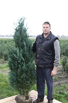 Bl&aring; &aelig;delcypres klump 175-200 cm Klump