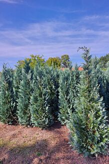 Bl&aring; &aelig;delcypres klump 200-225 cm Klump