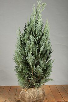 Bl&aring; &aelig;delcypres klump 80-100 cm Klump