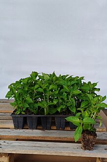 Bondehortensia blå klump 20-25 cm Klump