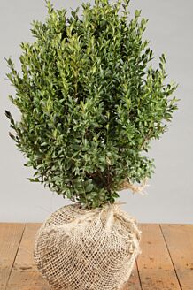 Buksbom klump 40-50 cm Klump