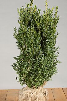 Buksbom klump 50-60 cm Klump
