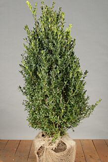 Buksbom klump 60-80 cm Klump