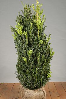 Buksbom klump 80-100 cm Klump