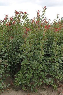 Glansmispel klump 175-200 cm Klump