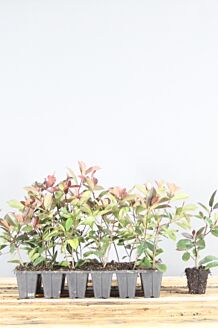 Glansmispel klump 20-25 cm Klump