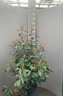 Glansmispel potte 100-125 cm Potte