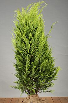 Gul ædelcypres klump 100-125 cm Klump