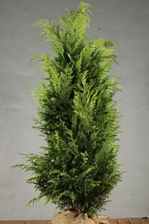 Gul ædelcypres klump 150-175 cm Klump