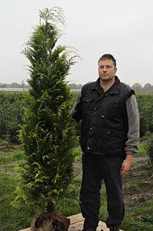 Gul ædelcypres klump 175-200 cm Klump
