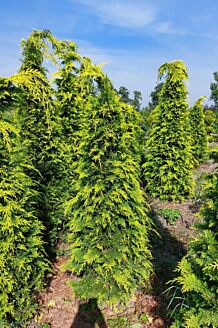 Gul ædelcypres klump 200-225 cm Klump