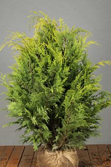 Gul ædelcypres klump 80-100 cm Klump