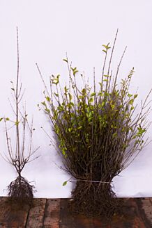 Gylden liguster barrods 40-60 cm Barrods