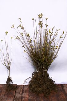 Gylden liguster barrods 60-80 cm Barrods