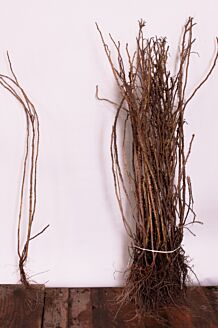 Hybenrose barrods 40-60 cm Barrods