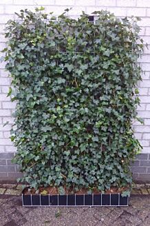 Irsk Efeu færdighæk 180 cm Færdighæk