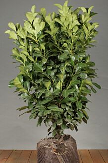 Kirseb&aelig;rlaurb&aelig;r 